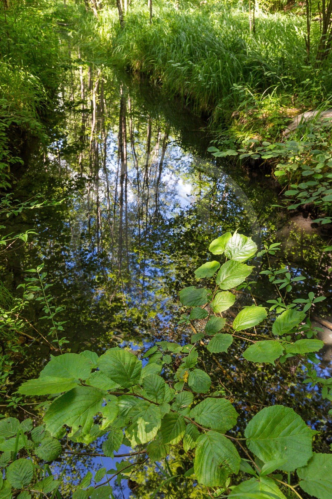 ENS de l'Isère, Vieille morte de Bourg d'Oisans