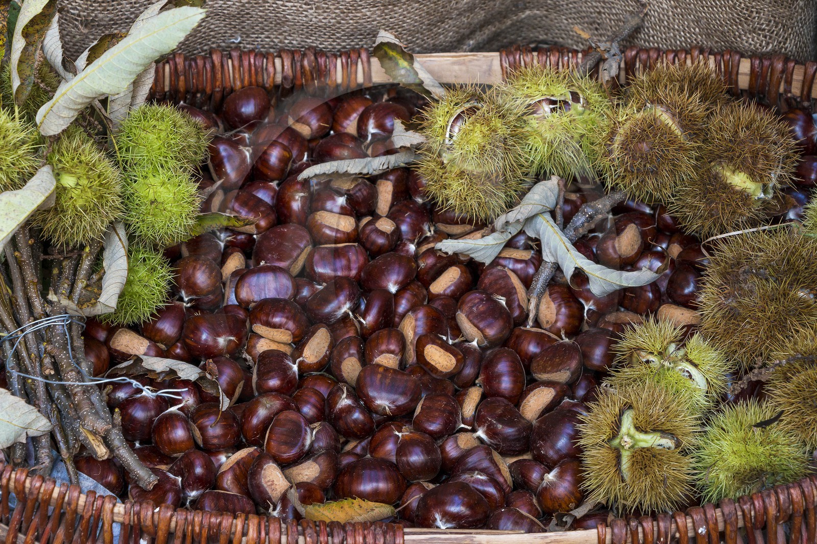 Valdeblore, Fête des Châtaignes à Valdeblore-La Bolline