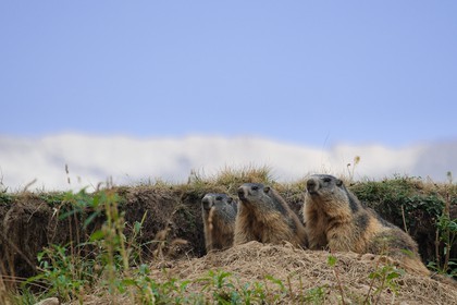 Marmotte des Alpes ( Marmota marmota )