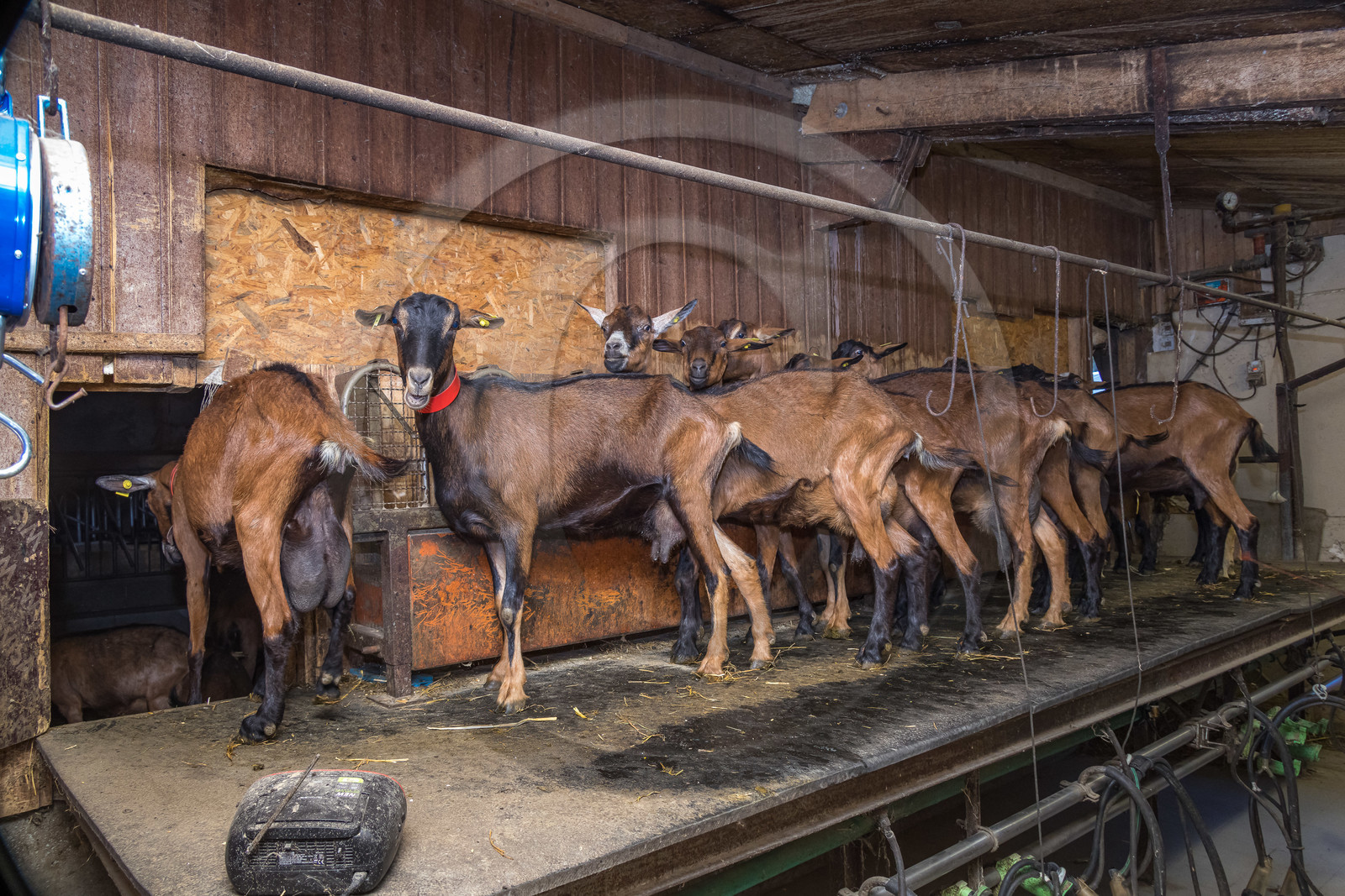 Gaec La Ferme des Ecrins