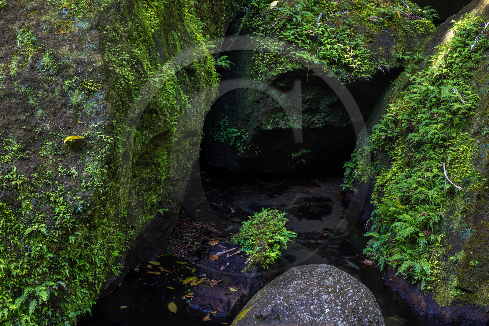 Forêt tropicale, Parc national de la Guadeloupe