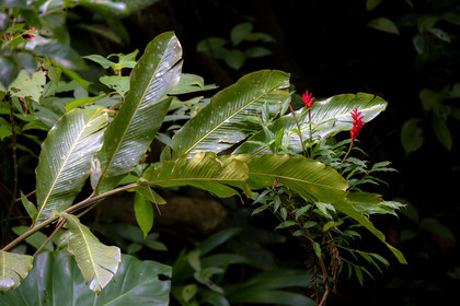 Forêt tropicale, Parc national de la Guadeloupe