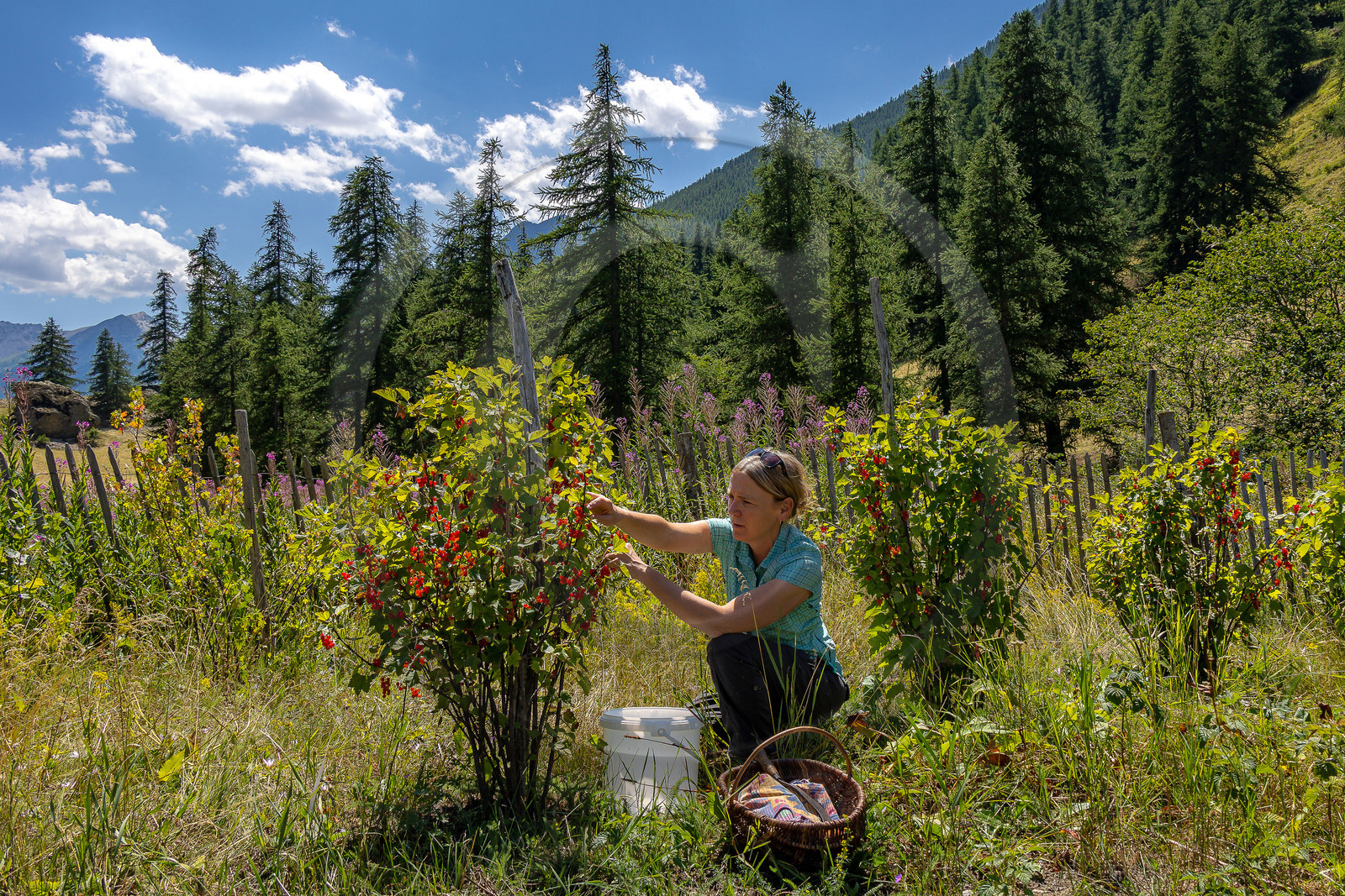 Les cueillettes du Lauzet