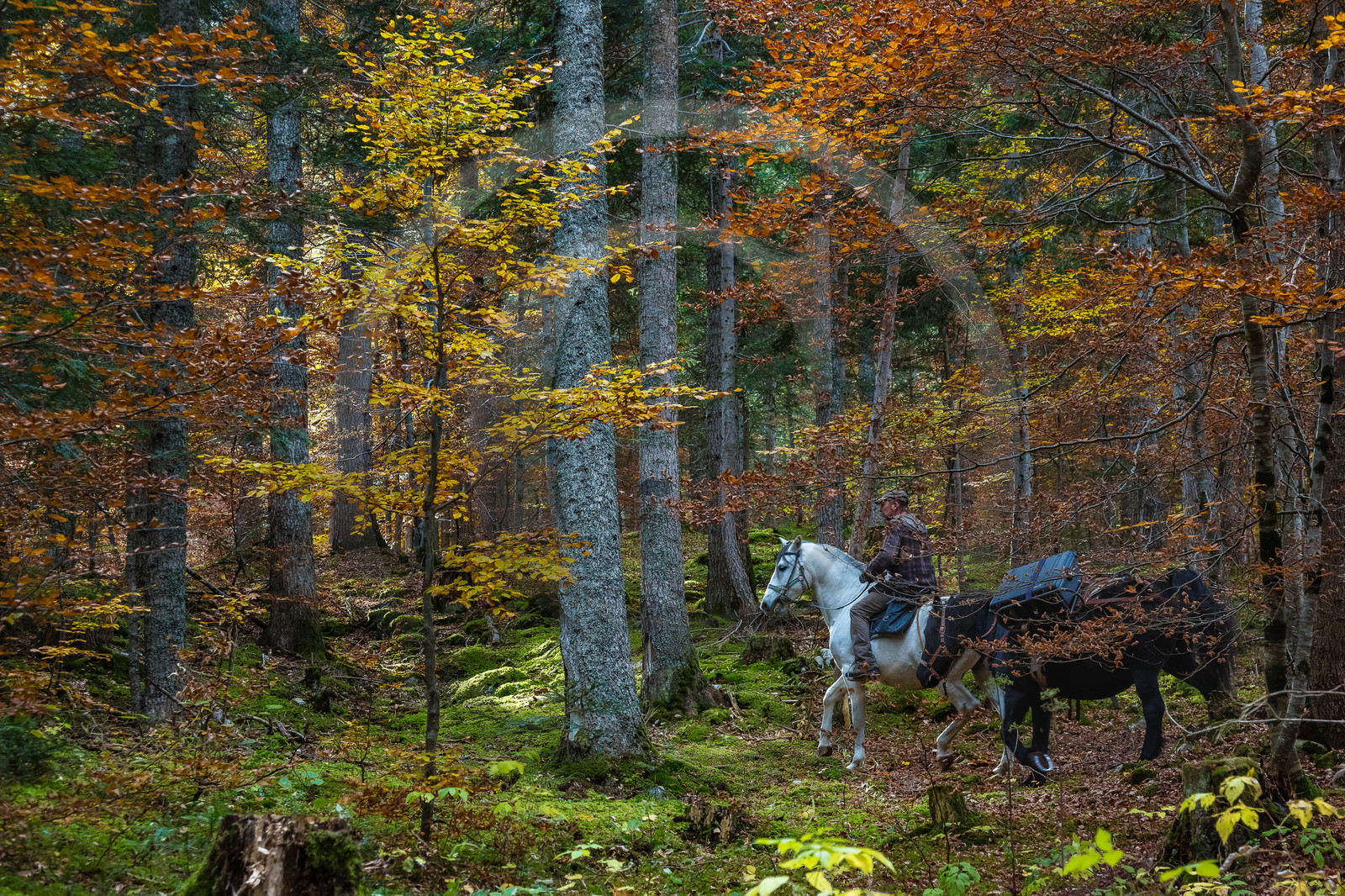 Film : La vallée des loups