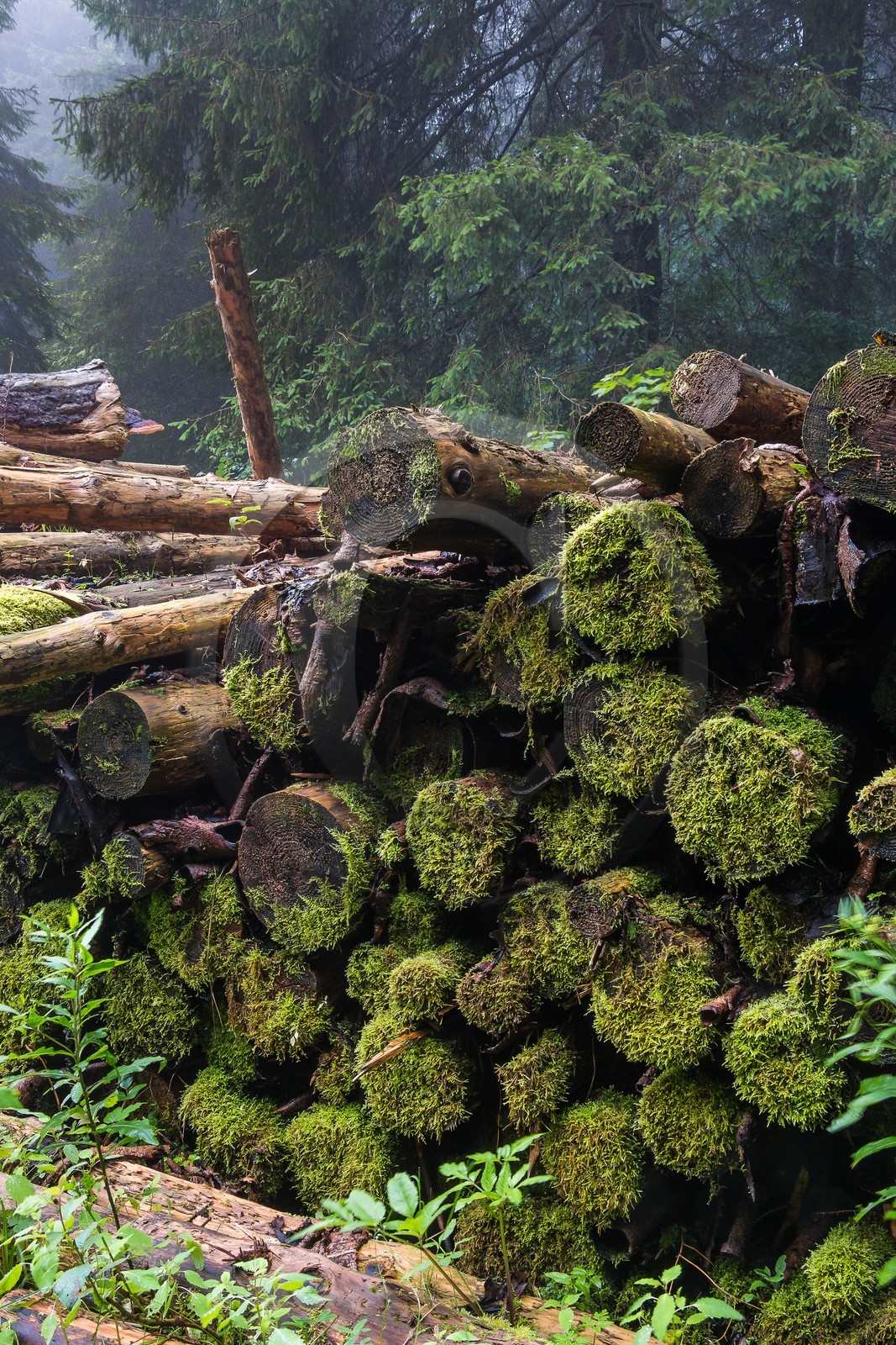 ENS de l'Isère, Les Ecouges