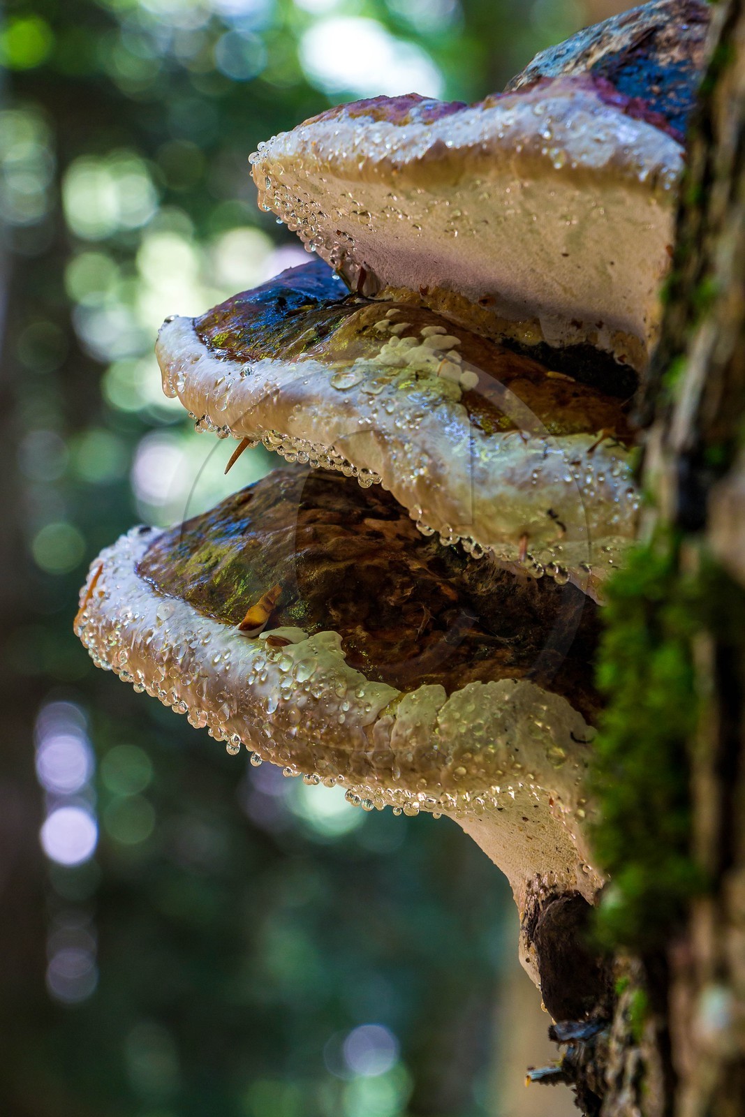 Bois du Chapitre, forêt domaniale de Gap-Chaudun