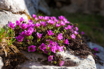 Saxifrage à feuilles opposées