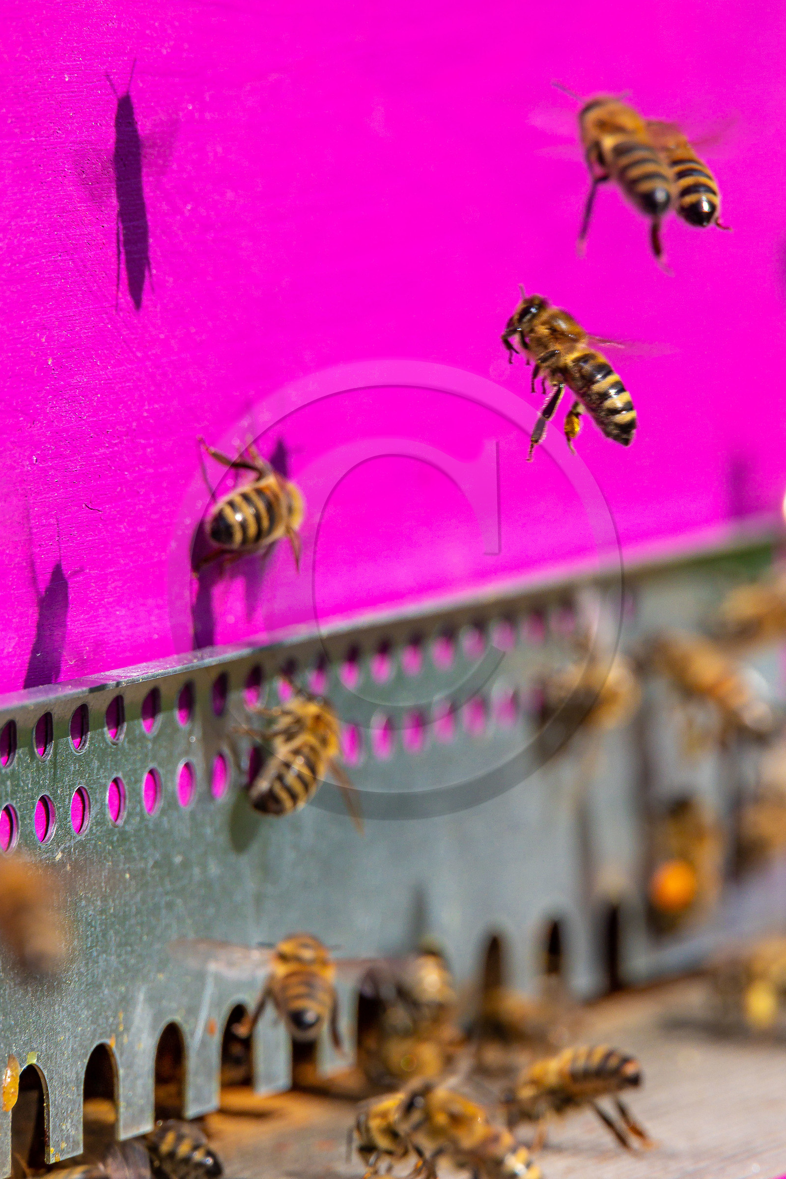 Jean-Jacques Daubert - Apiculteur