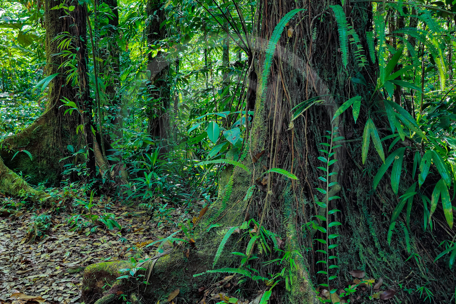 Forêt tropicale, Parc national de la Guadeloupe