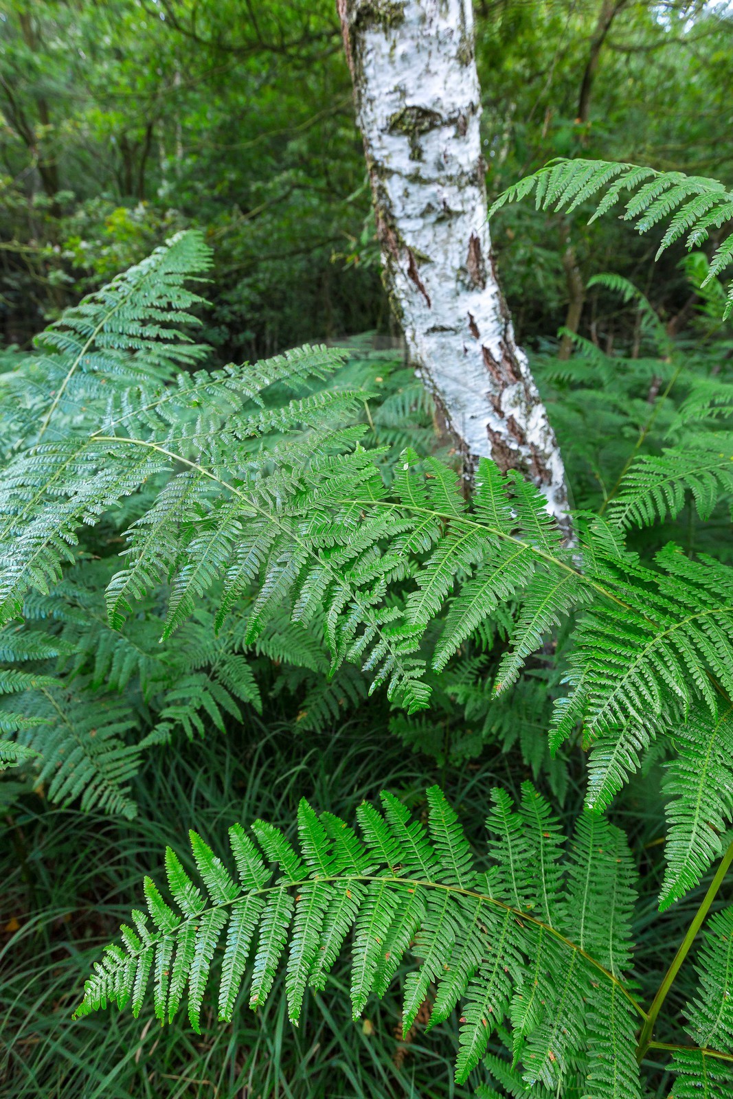 ENS de l'Isère, Tourbière des Planchettes
