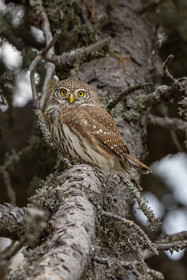 Chevêchette d'Europe, Glaucidium passerinum