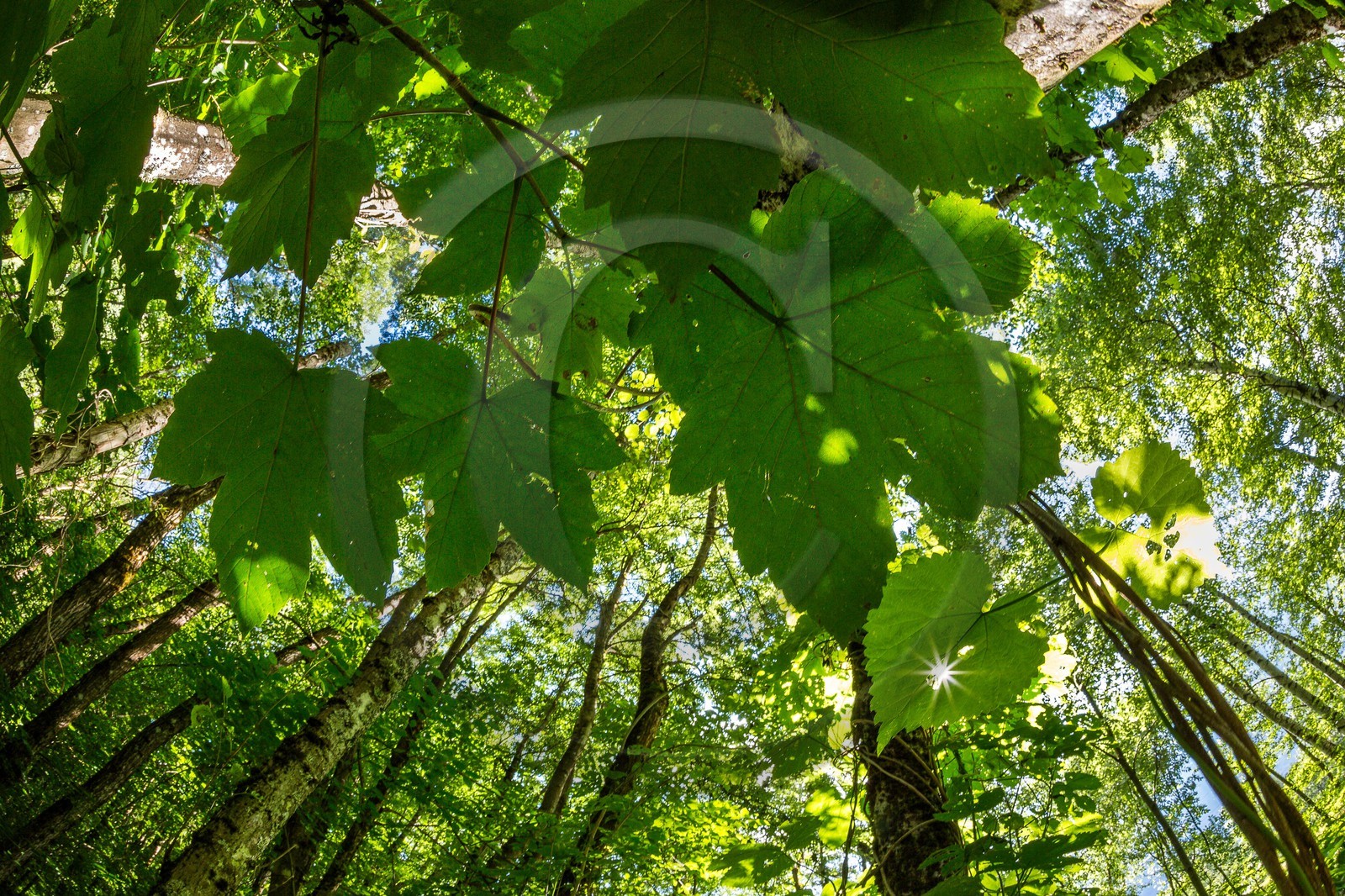 ENS de l'Isère, Vieille morte de Bourg d'Oisans