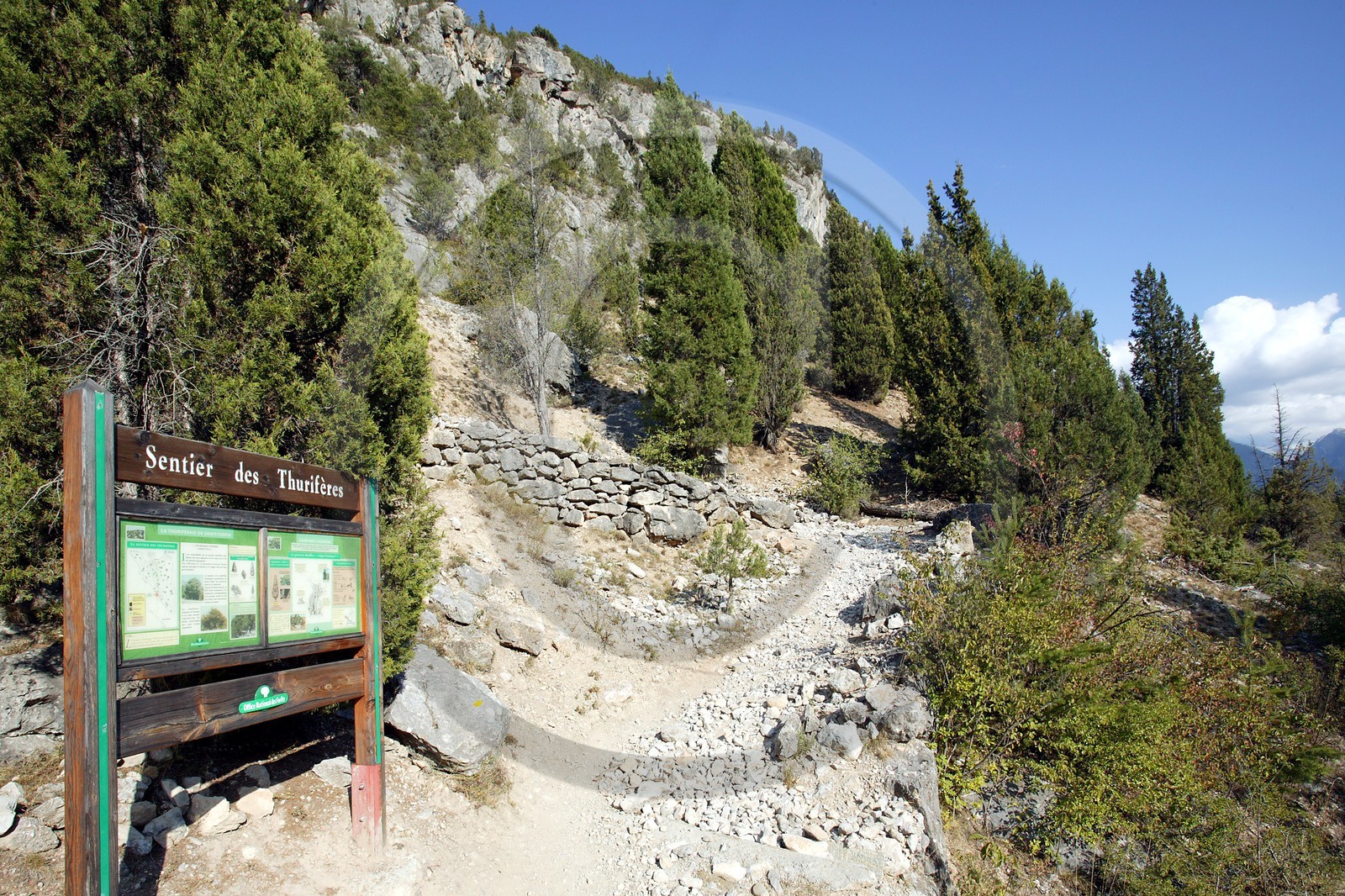 Thurifaie de St Crépin