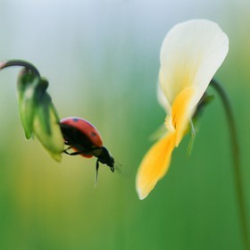 Pensée tricolore et coccinelle, Viola tricolor et Coccinella septempunctata