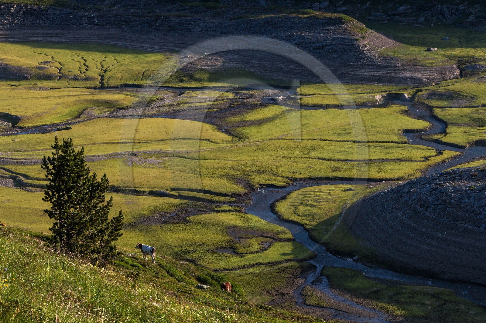 alpages du lac du Mont-Cenis
