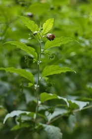 Belladone, Atropa belladonna