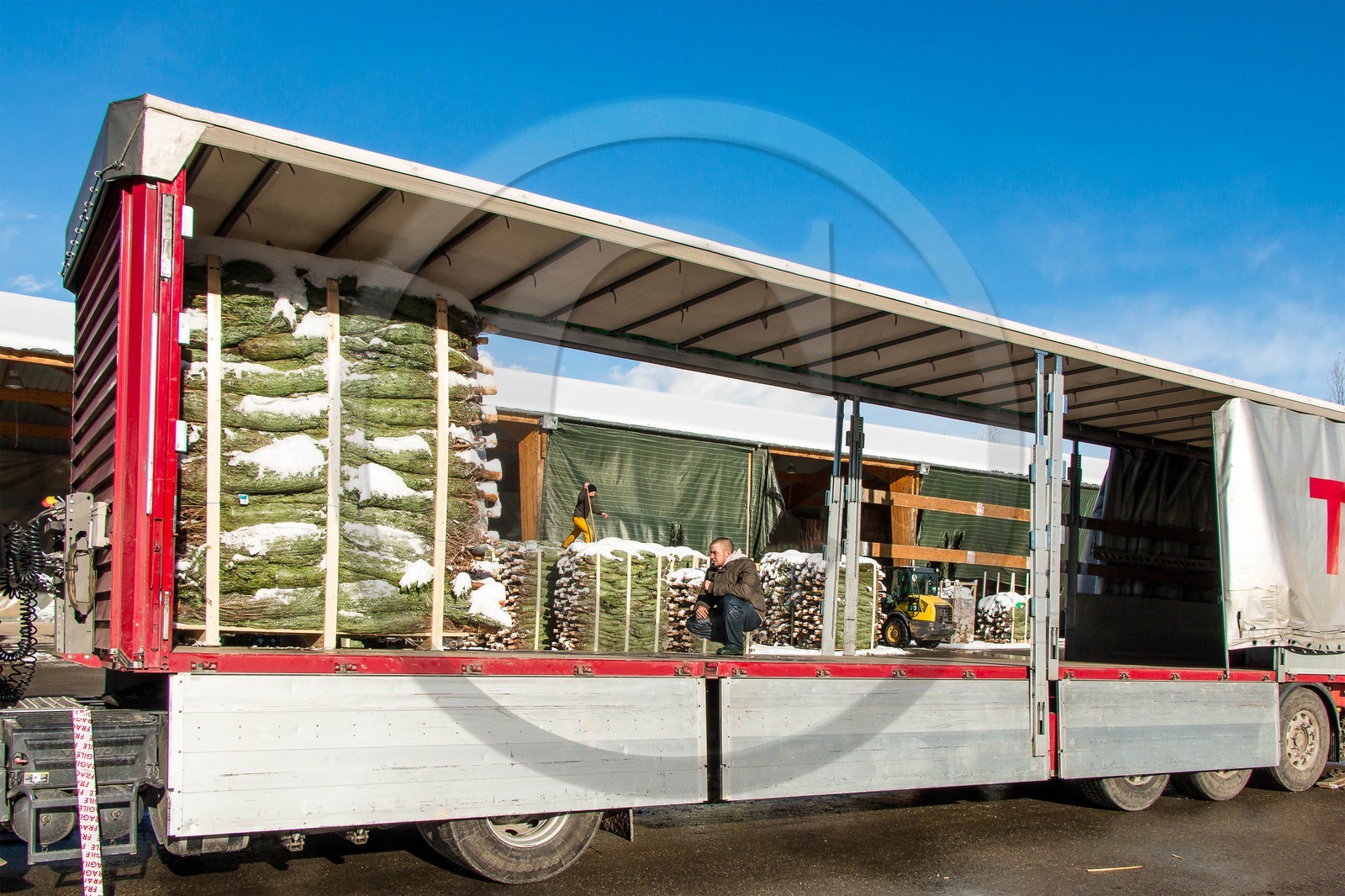 Pépinière Robin, producteur de sapin de Noël