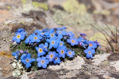 Eritriche nain, Eritrichium nanum