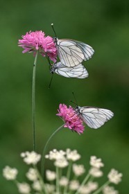 Papillon, Gazé, Aporia crataegi
