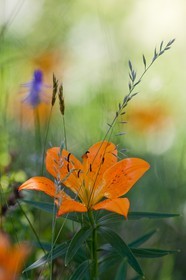 Lis orangé, Lilium bulbiferum subsp. croceum