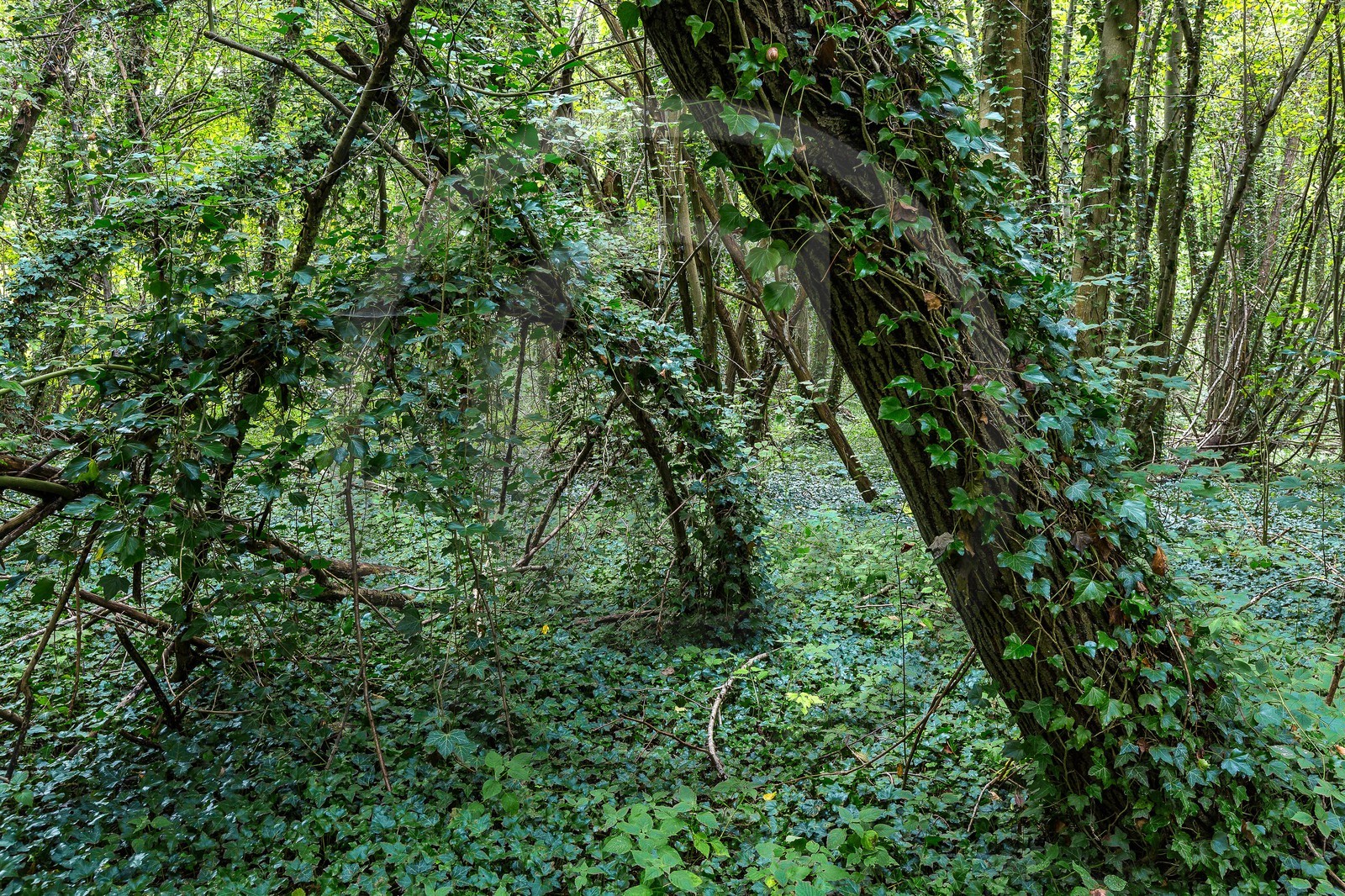 ENS de l'Isère, étang de Mai