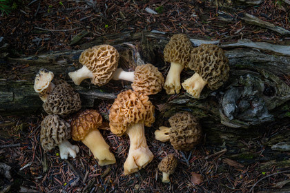 Morille, Morchella