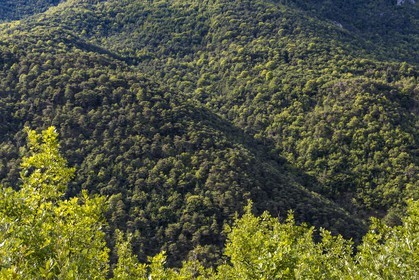 Sigale, forêt domaniale du Cheiron