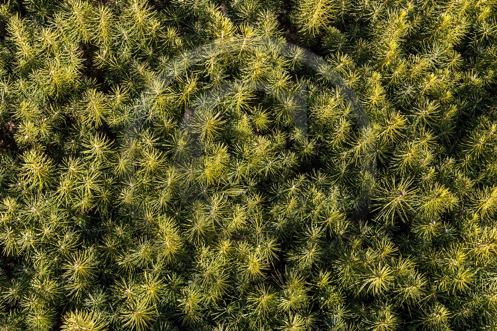 Pépinière Robin, producteur de sapin de Noël, semis sapin nordmann (abies nordmanniana)