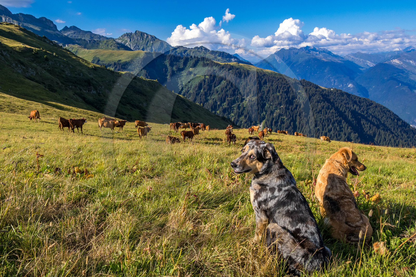 Alpage de l'Arpettaz