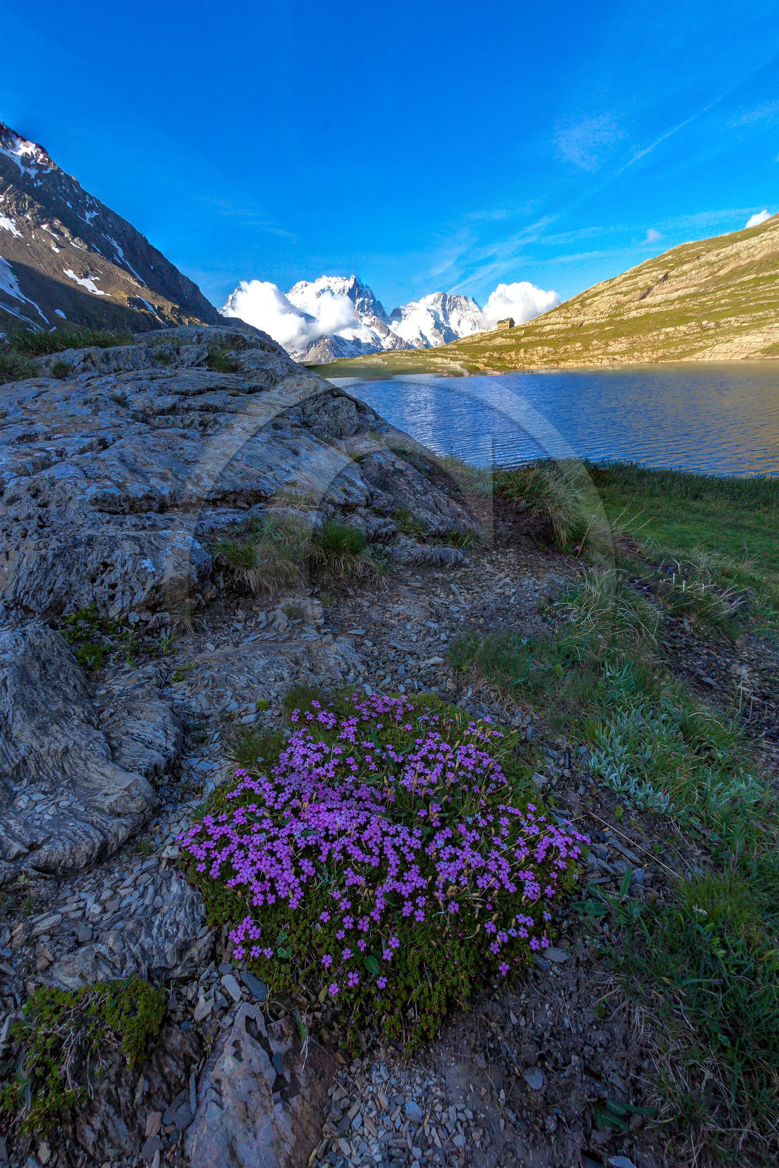 Silène acaule (silene acaulis) au Lac du Goléon