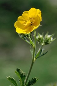 Potentille du Dauphiné, Potentilla delphinensis