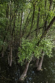 ENS de l'Isère, bois de la Bâtie