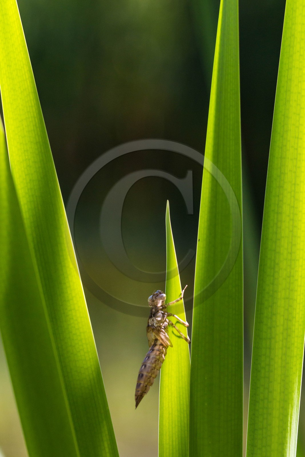 ENS de l'Isère, Les Ecouges