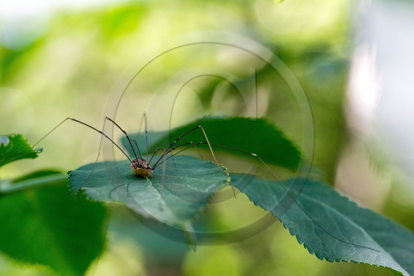 ENS de l'Isère, étang de Cote Manin