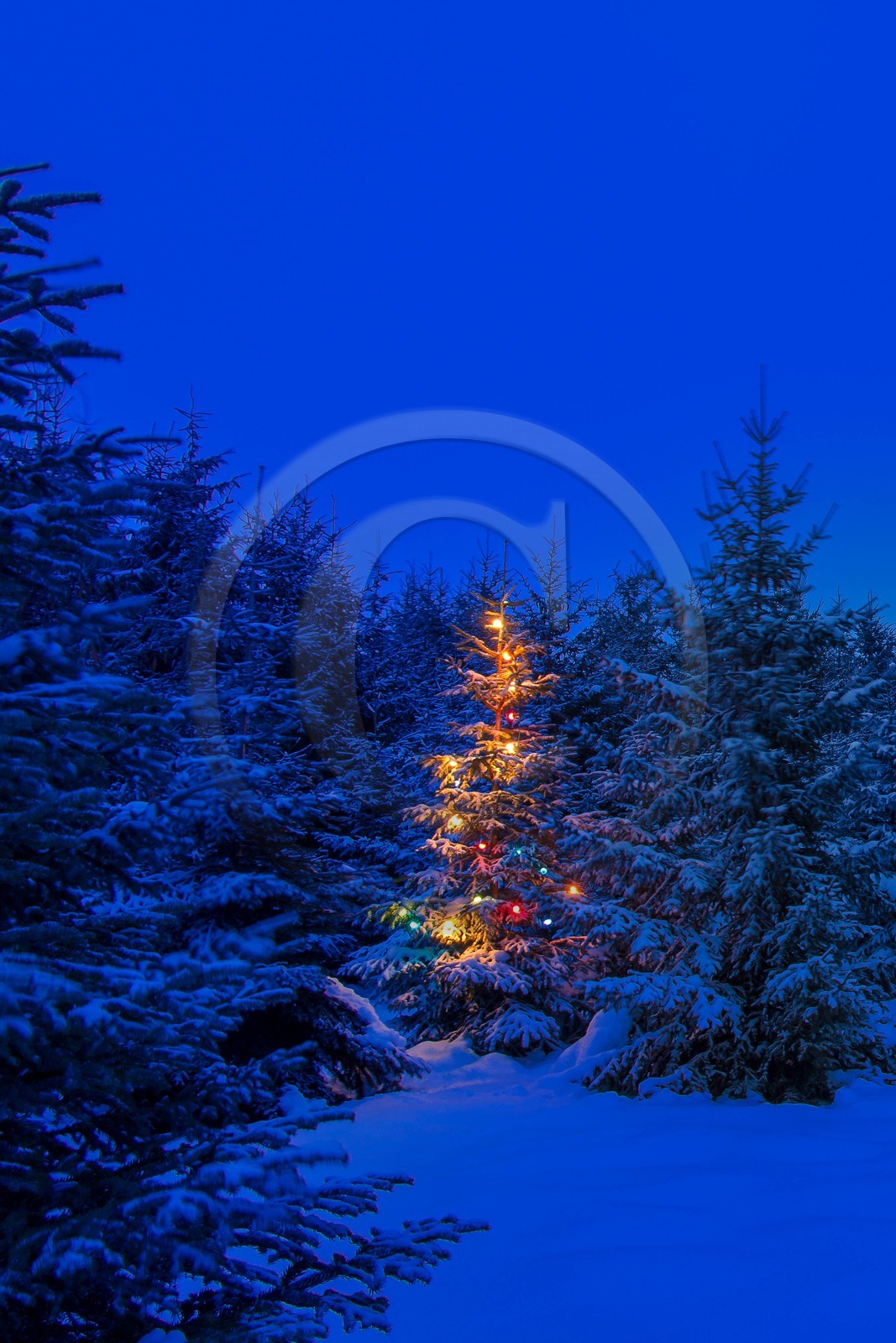 Pépinière Robin, producteur de sapin de Noël