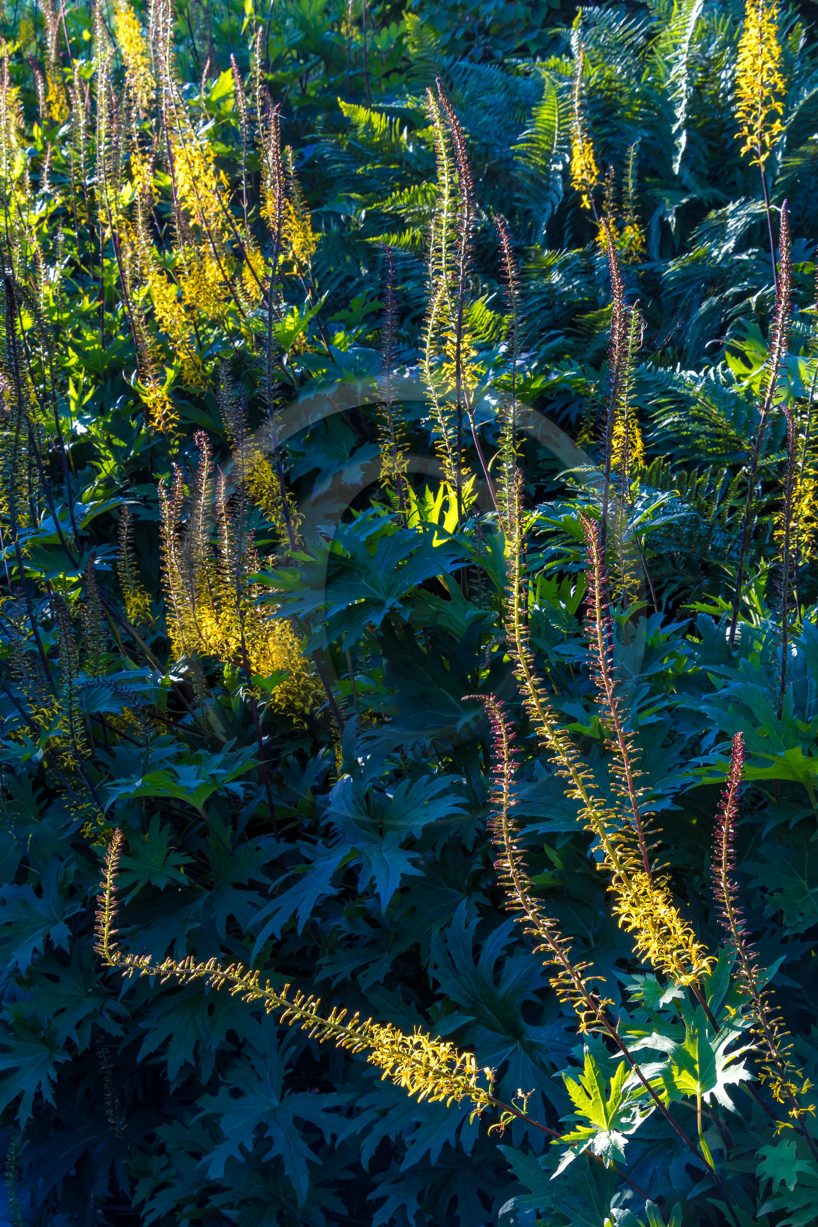 Les jardins de l'eau du Pré Curieux