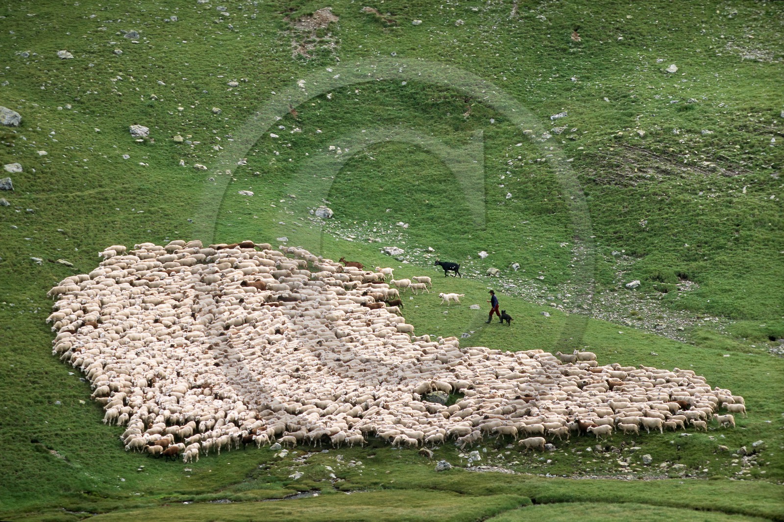 Alpage de Jujal, Le Bailou, berger