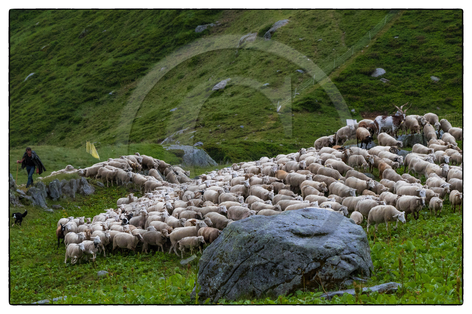 Alpage de la combe des Plans