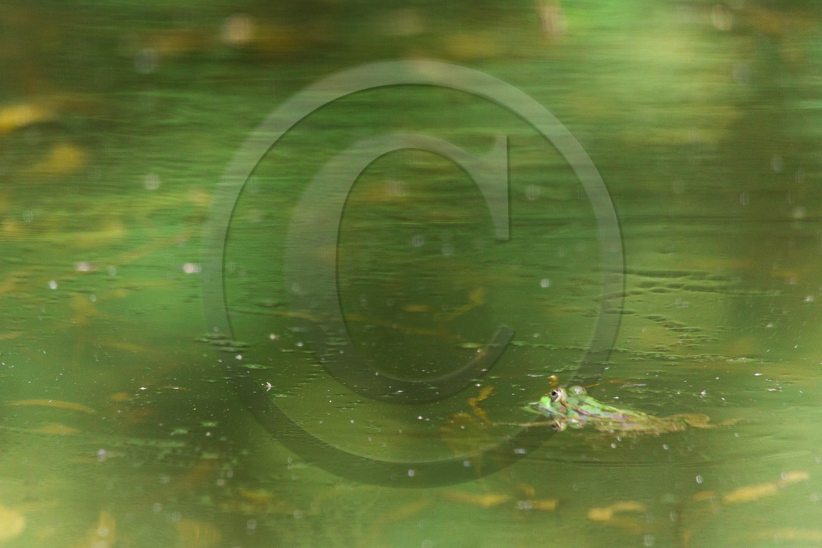 ENS de l'Isère, espace alluvial de la Rolande
