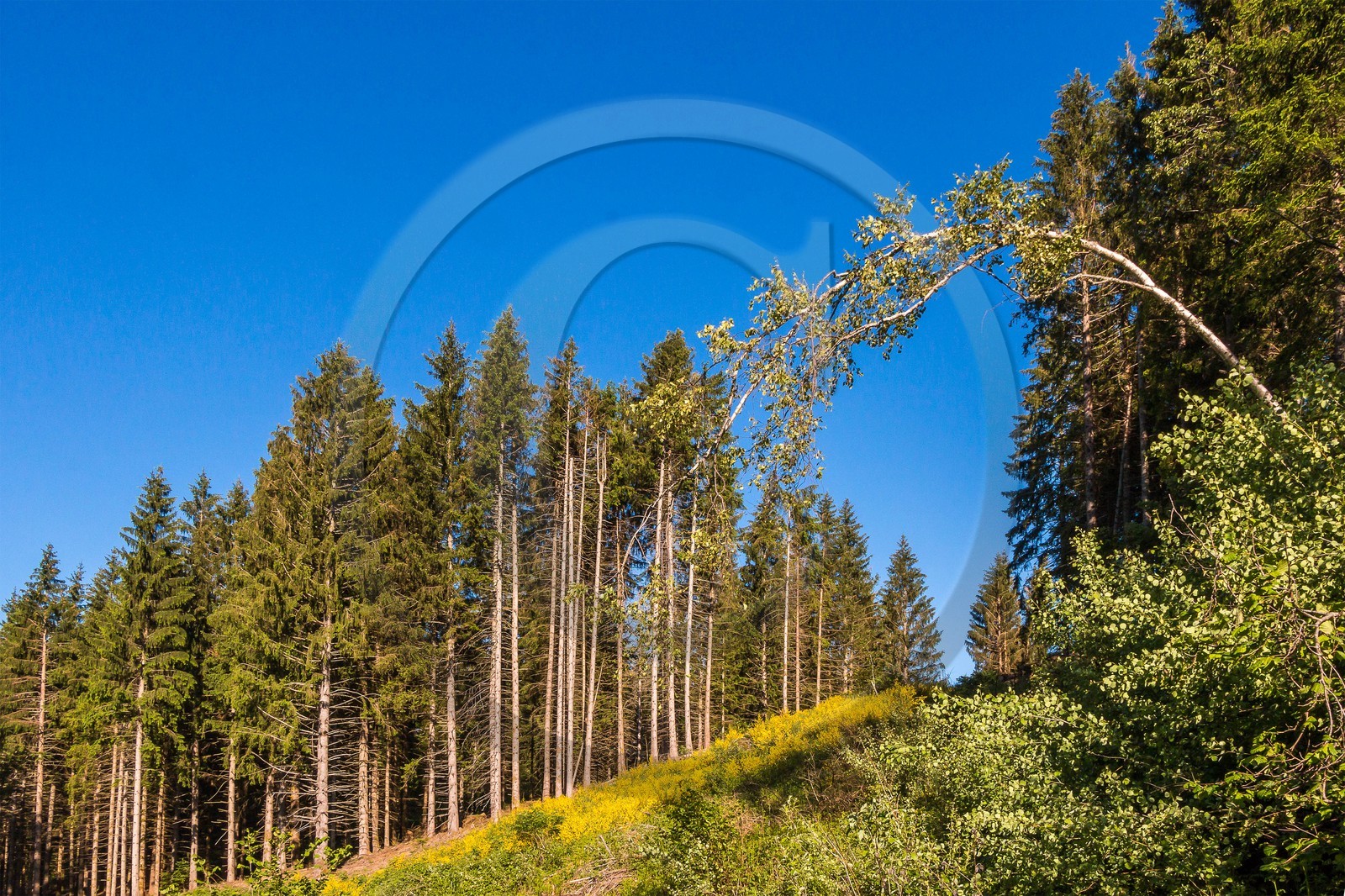 ENS de l'Isère, Marais des Seiglières