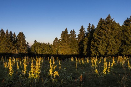 ENS de l'Isère, Plateau de la Molière et du Sornin