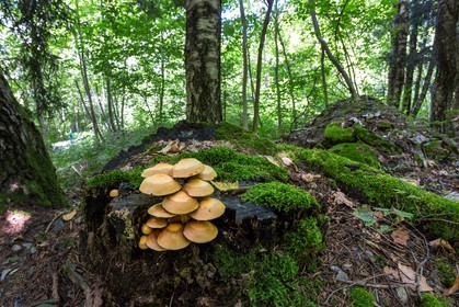 ENS de l'Isère, Vieille morte de Bourg d'Oisans