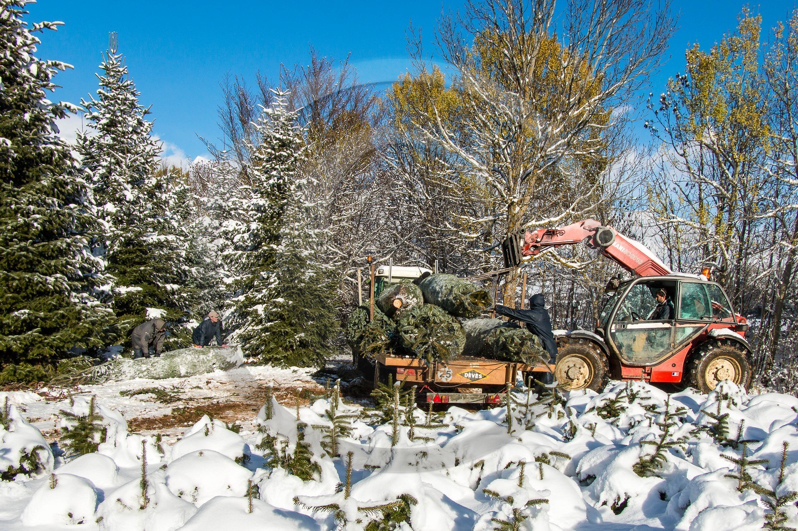 Pépinière Robin, producteur de sapin de Noël