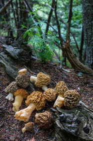 Morille, Morchella