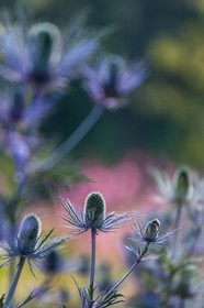 Chardon Bleu, Panicaut des Alpes, Eryngium alpinum