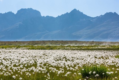 col du Longet, Lac du Longet, linaigrette