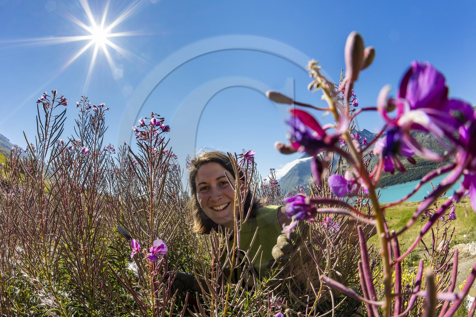 Jardin alpin du Mont-Cenis, Séverine Trouillet