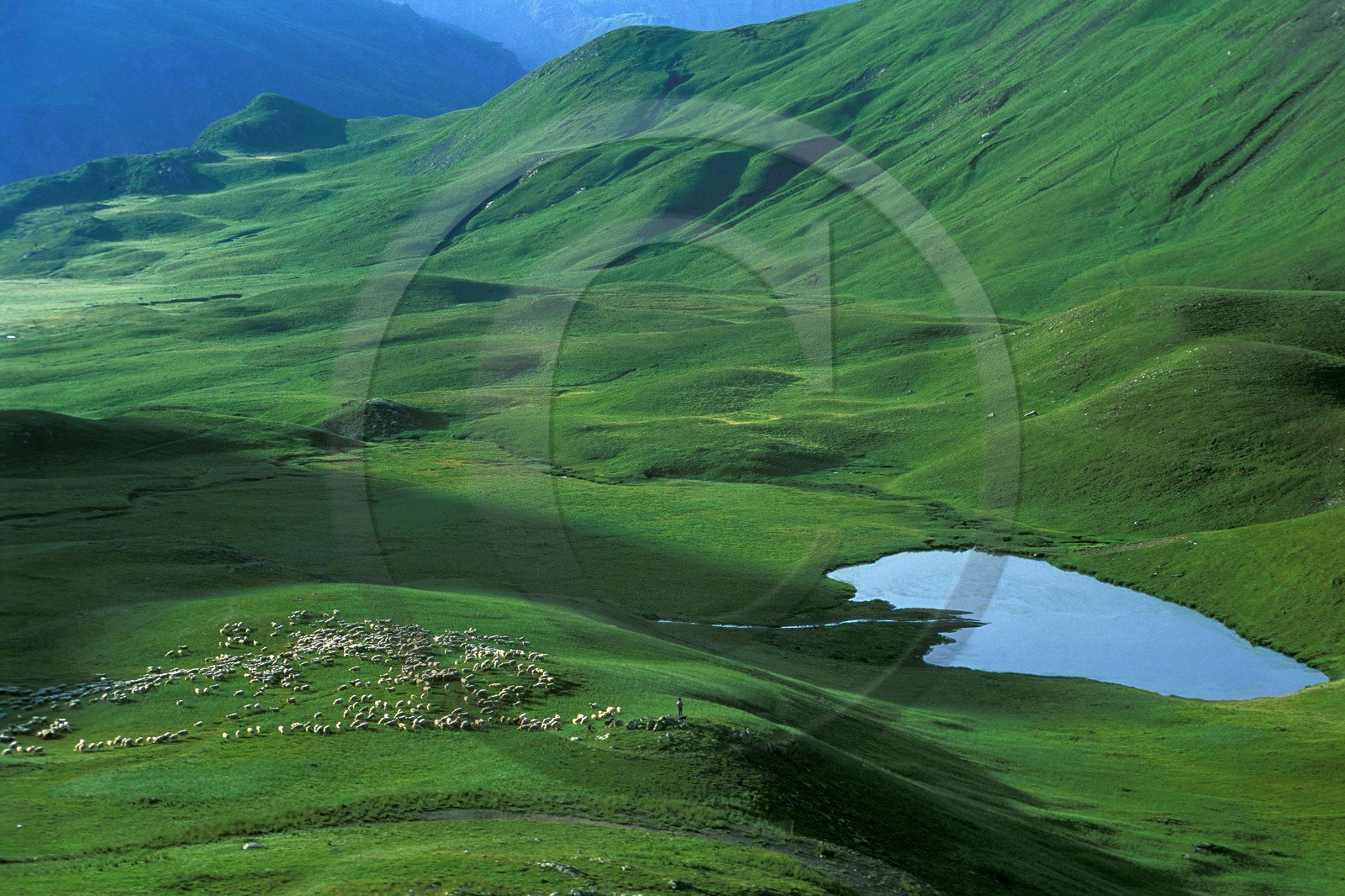 Alpage de Jujal, Le Bailou, berger