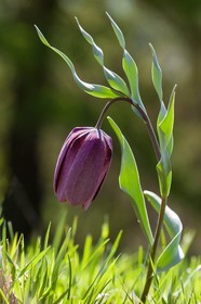Fritillaire du Dauphiné , Fritillaria tubiformis