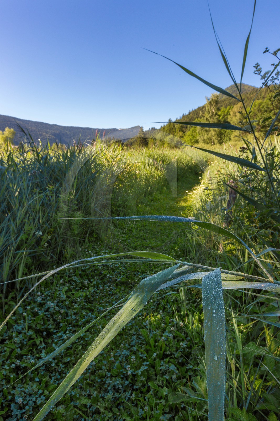 ENS de l'Isère, Marais des Sagnes